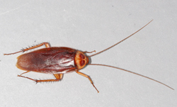 American Cockroach licensed under the GNU Free Documentation License, 1.2 by by Gary Alpert.