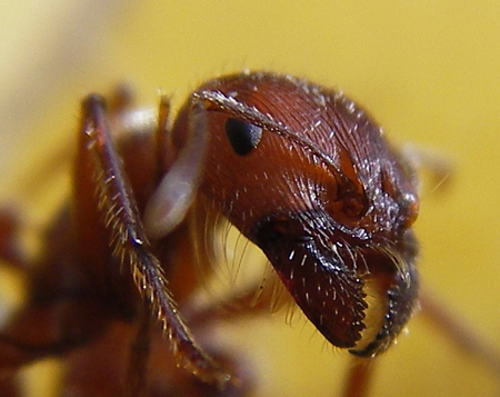 Ant head, photo by Steve Jurvetson, licenced under Creative Commons Attribution 2.0