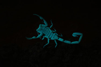 AZ Bark Scorpion under UV light, photo is Public Domain by Bryce Alexander