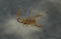 AZ Bark Scorpion, photo by Brian Basgen licensed under the Creative commons Attribution-ShareAlike 3.0 License.