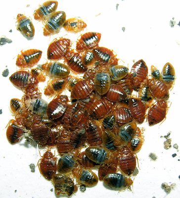 Bedbugs, image by A.L. Szalanski, used under the GNU Free Documentation License, Version 1.2