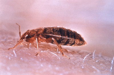 Bedbug feeding, image by Bettwanze 