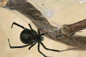 Western Black Widow, licenced under the Creative Commons Attribution 2.0, by BD