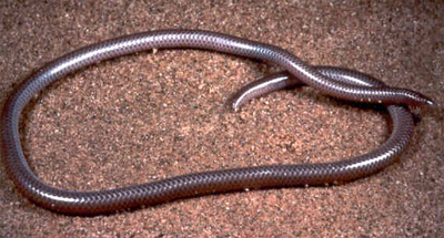 Blind Snake, image by Eugene van der Pijll