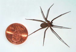 Brown Recluse Spider, photo is public domain by Br-recluse-guy