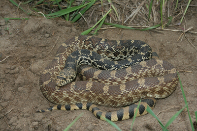 Bull Snake, image by Psyon, licensed under the Creative Commons Attribution ShareAlike 3.0 License