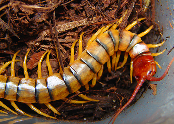 Common Desert Centipede, photo by Matt Reinbold licensed under the Creative commons Attribution 2.0 License.