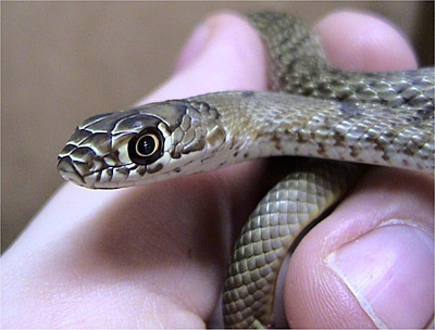 Coachwhip, image by Dawson, Creative Commons Attribution ShareAlike 2.5 License