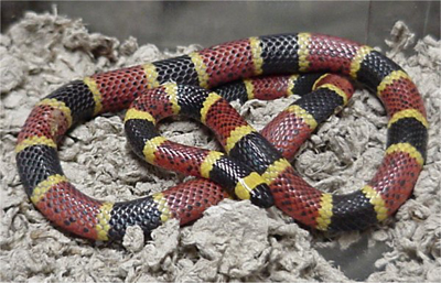 Coral Snake, image by L. A. Dawson, used under the Creative Commons Attribution ShareAlike 2.5 License