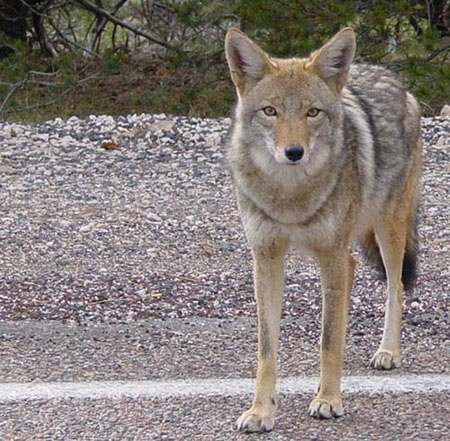 Coyote, image by Marya, used under the Creative Commons Attribution 2.0 License