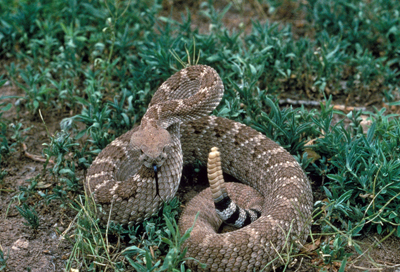 Western Diamondback, image by Gary Stolz