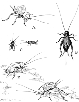 common black cricket, Gryllus assimilis, graphic is public domain by R. E. Snodgrass