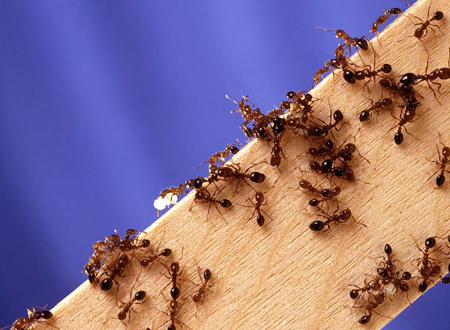 Red Fire Ants, photo by Scott Bauer