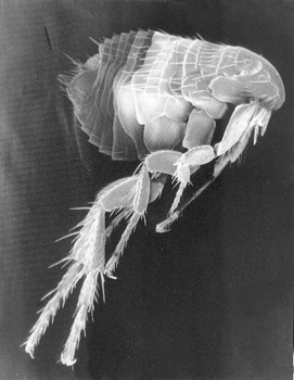 Electron micrograph of a flea