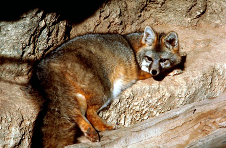 Gray Fox, image by Gary M. Stolz