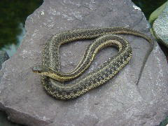 Garter Snake, image by Fish Cop