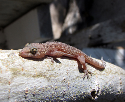 Gecko, image by ZooFari and used under the Creative Commons Attribution ShareAlike 3.0 License