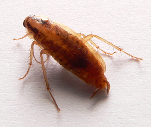 German cockroach, photo is licensed under the GNU Free Documentation License, 1.2 by David Monniaux