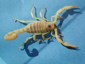 Giant Desert Hairy Scorpion, photo is licensed under the Creative commons Attribution-ShareAlike 2.5 License by Fritz Geller-Grimm