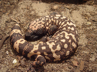 Gila Monster, image by Blueag9, used under the GNU Free Documentation License, Version 1.2 License