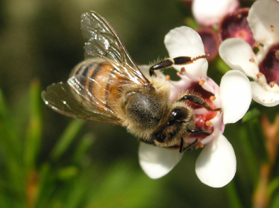 Honey Bee, image by T. Taylor