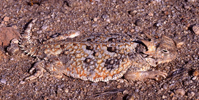 Horned Toad, image by Chris Brown