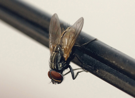 House Fly, image by Kamranki used under a GNU Free Documentation License