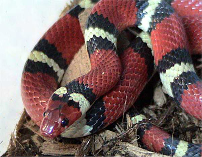 Kingsnake, image by Dawson, used under the Creative Commons Attribution ShareAlike 2.5 License