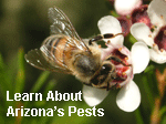 learn about Arizona's Pests