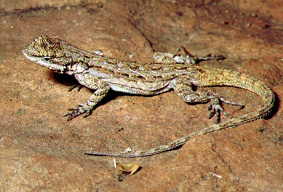 Tree or Bush Lizard, image by Eugene van der Pijll