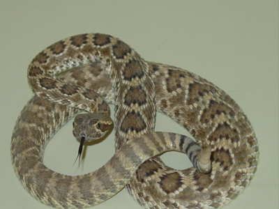 Mojave Rattlesnake, image by Lvthn13