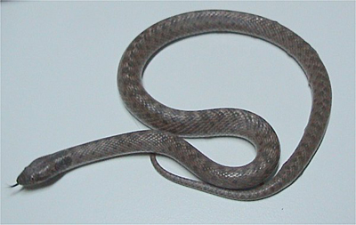 Night Snake, image by Dawson, Creative Commons Attribution ShareAlike 2.5 License