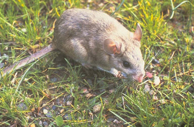 Pack Rat, image by Ken Cole, USGS