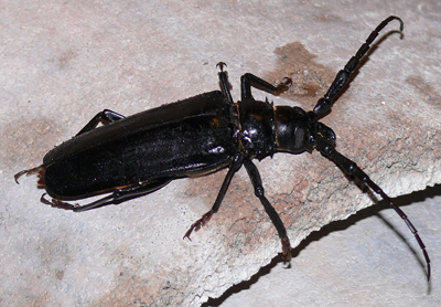 Palo Verde Beetle, image by Sue in AZ