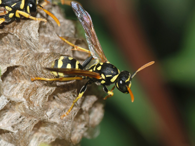 Paper Wasp, image by Joaquim Alves Gaspar, used under Creative Commons Attribution ShareAlike 3.0 License 