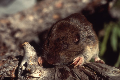 Pocket Gopher, by Gillian Bowser