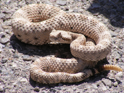 Rattlesnake, image by Tigerhawkvok, used under the Creative Commons Attribution ShareAlike 3.0 License