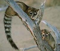 Ringtail Cat, image Public Domain