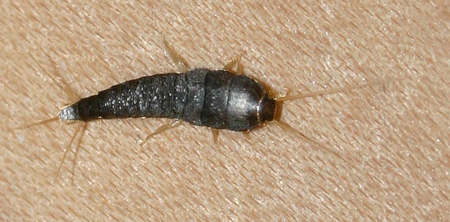 Silverfish, photo by Sebastian Stabinger licensed under the GNU Free Documentation 1.2 License.