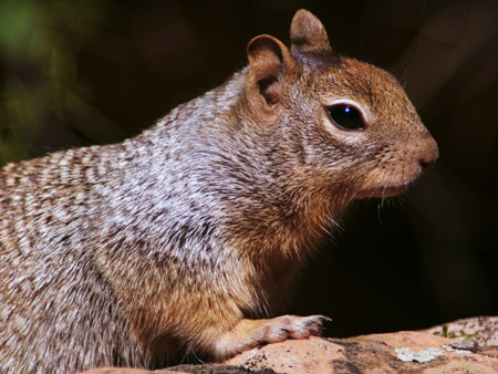 Rock Squirrel, image by Tadam and used under a GNU Free Documentation License