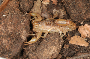 Striped Tailed Scorpion, photo is licensed under the GMU Free Documentation License, 1.2 by Acrocynus