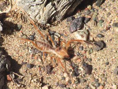 Sun Spider, image by P. L. Bogomolov