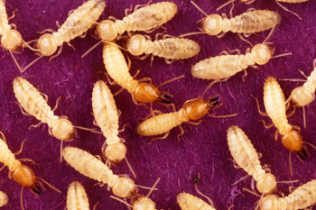 Termites, image by Scott Bauer, USDA