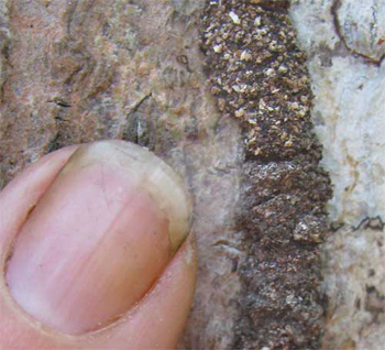 Termite tunnel, image by Jim Conrad, Public Domain