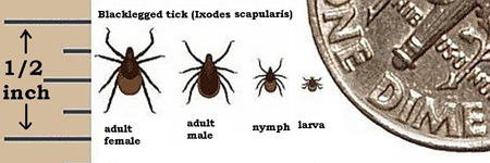 Tick Size chart