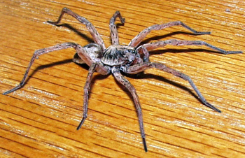 Wolf Spider, photo is licensed under Creative Commons Attribution ShareAlike 3.0 by Patrick Edwin Moran