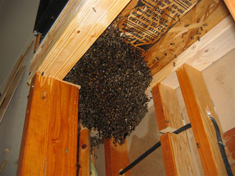 bee swarm in house