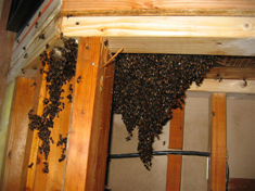 bee swarm in house