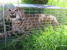 trapped bobcat