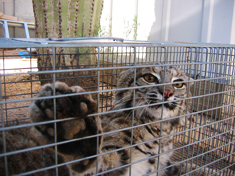 trapped bobcat